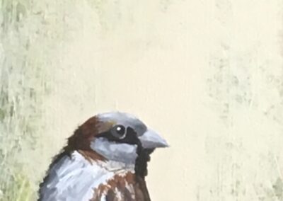 A Sparrow named Galvin